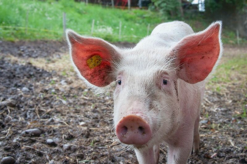Cute pink pig looking in pasture